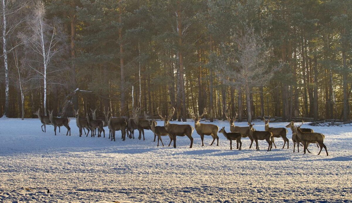 Внимание ! - Олег Денисов