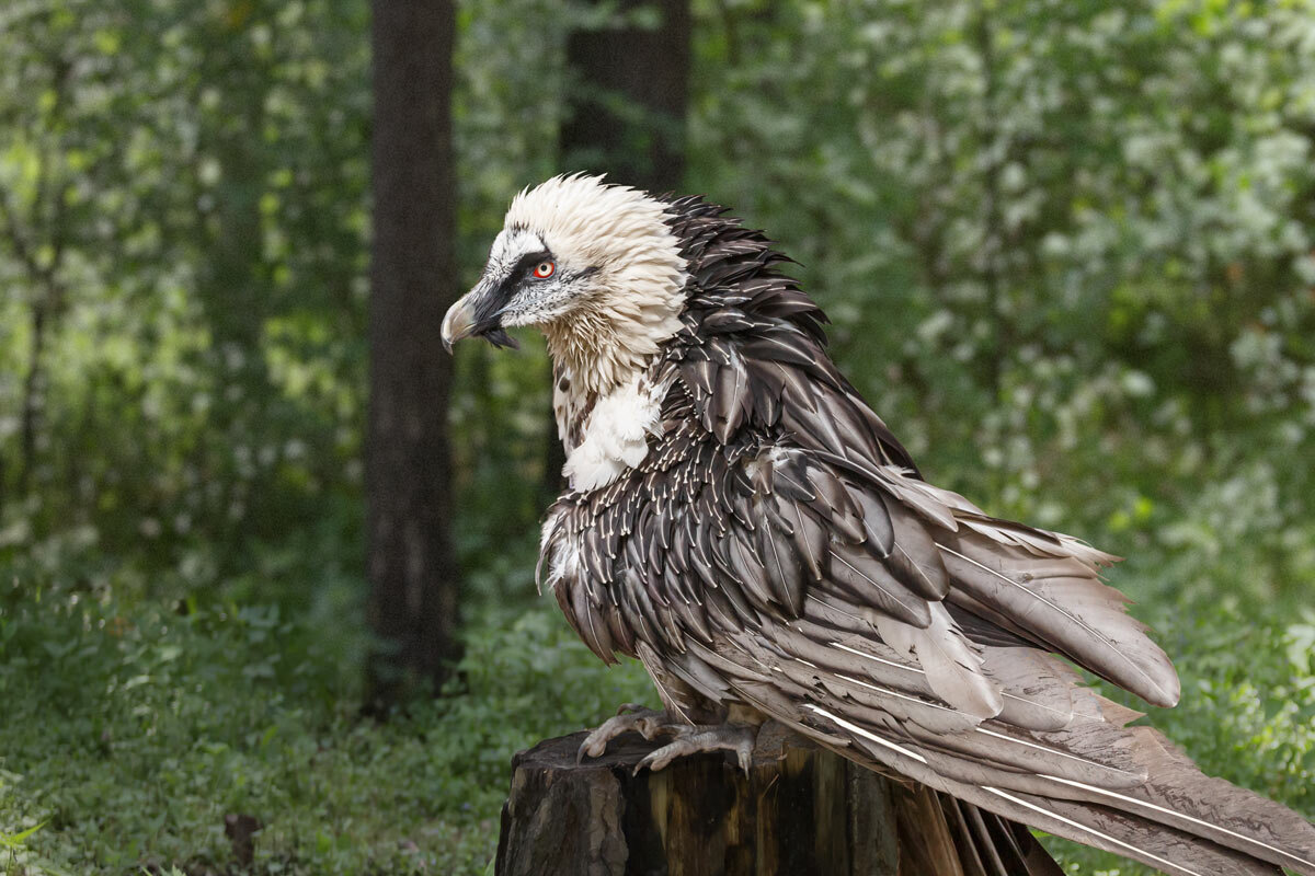 Бородач - SanSan 