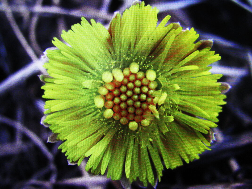 Красотка - Людмила Смородинская