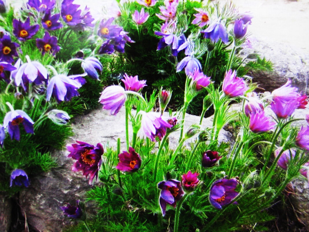 Красота в саду - Людмила Смородинская