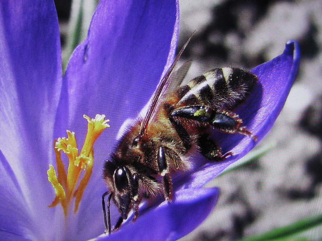 Пчёлка на крокусе - Людмила Смородинская