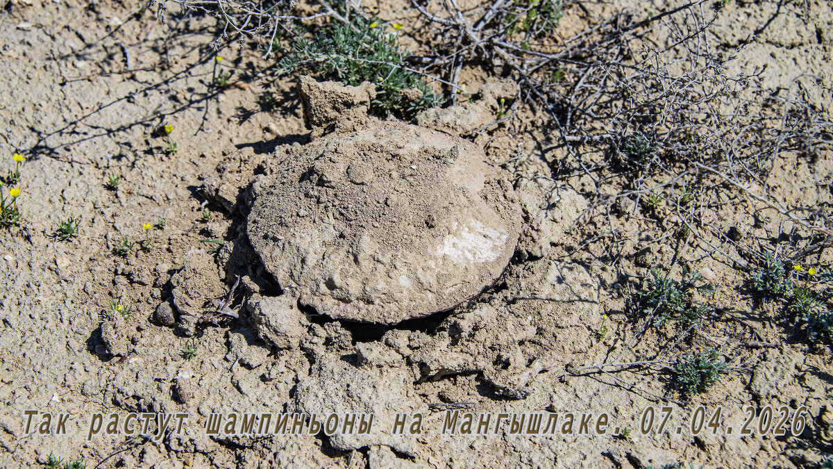 Гриб - Анатолий Чикчирный