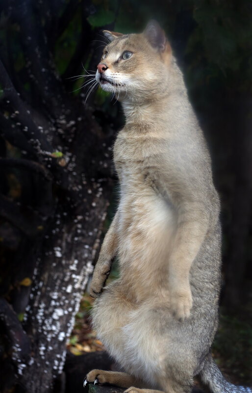 камышовый - Михаил Бибичков