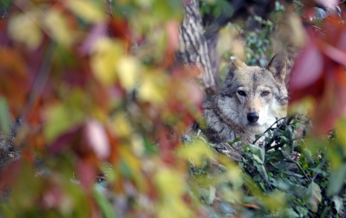 волчица - Михаил Бибичков