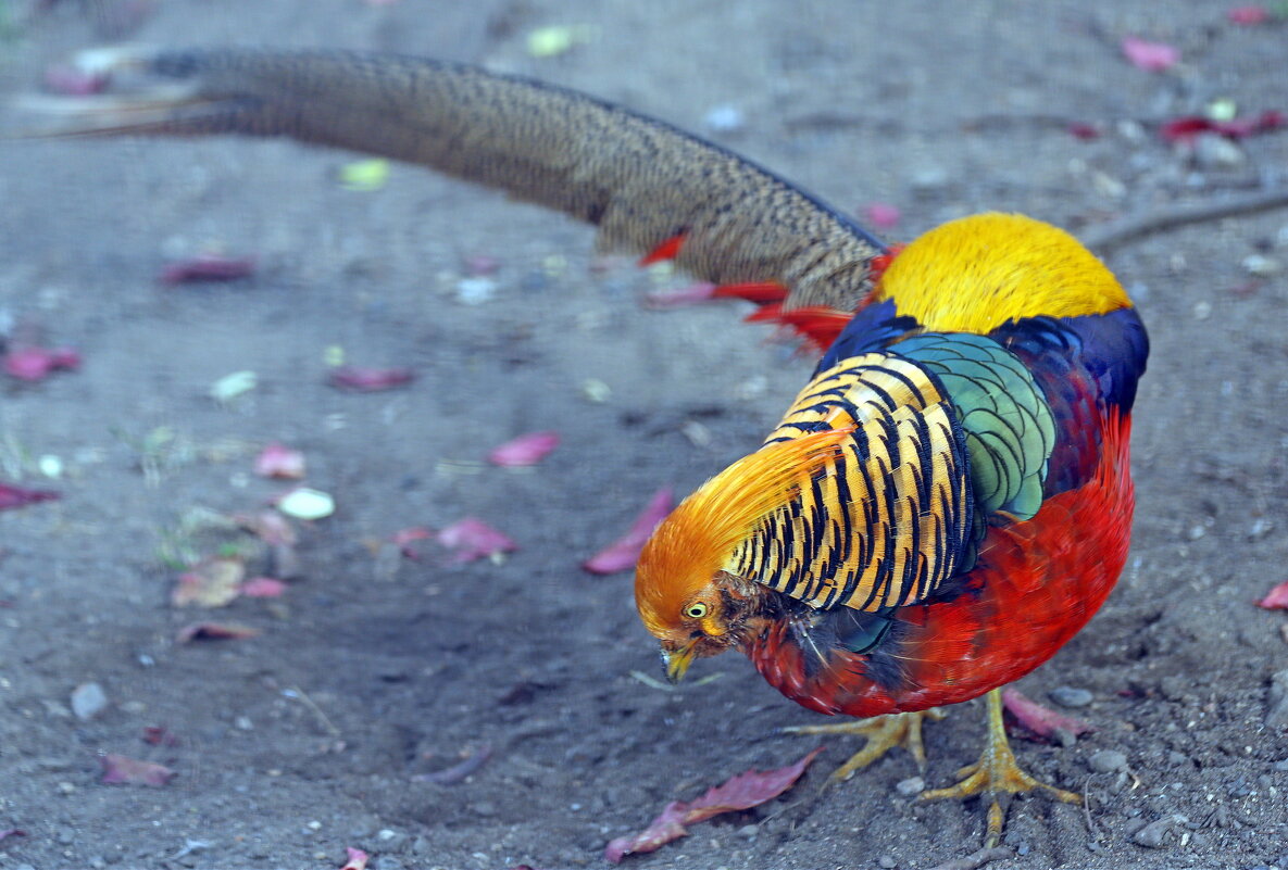 золотой фазан - Михаил Бибичков
