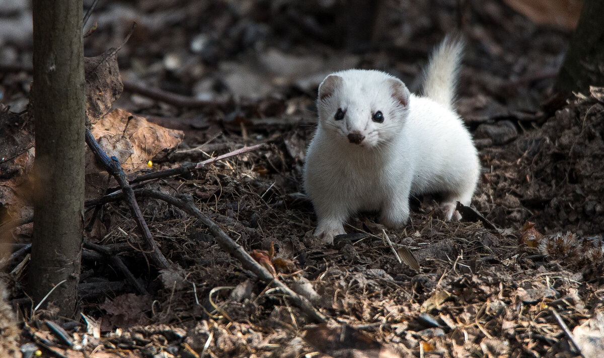 Ласка - Владимир Безбородов