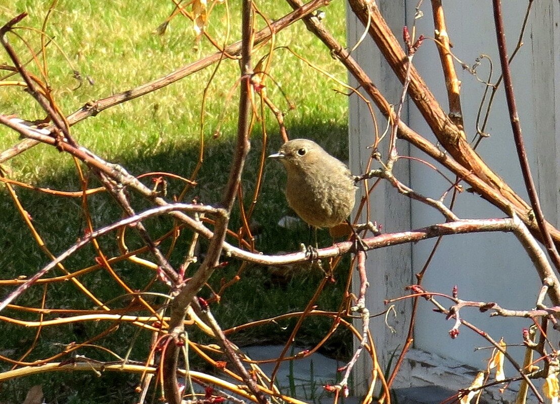 Горихвостка Чернушка, самка - Natali 
