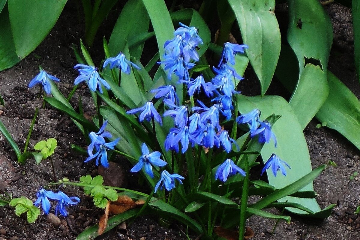 Пролеска - Рита Симонова