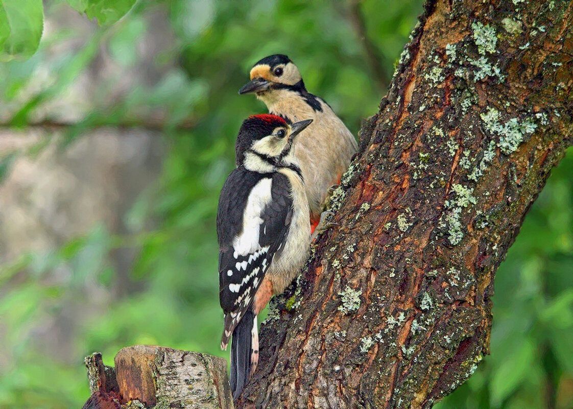Мама и сын - Вячеслав Минаев