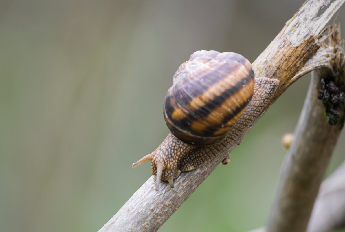 *** - Игорь Протасов