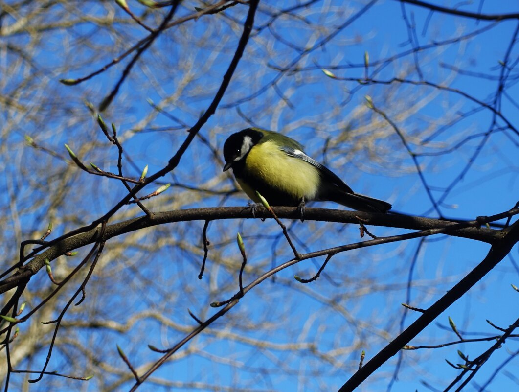 Большая синица на черёмухе - Aida10 