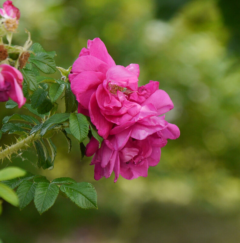 Цветущий шиповник - Дмитрий Swan