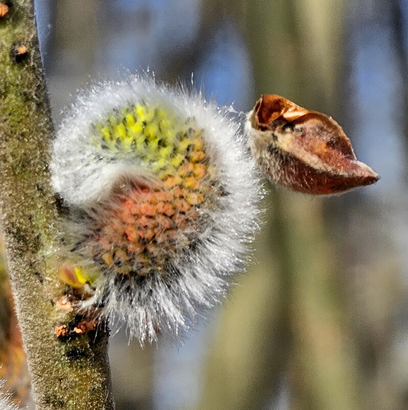 Здрасьте, я верба... - Михаил Свиденцов
