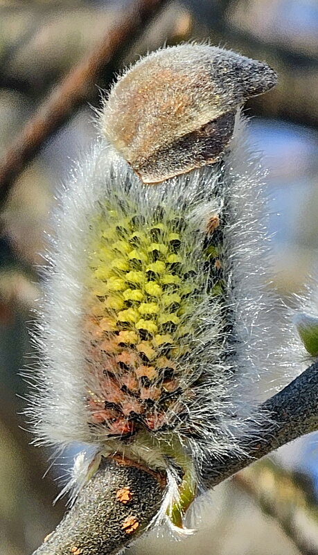 Гномик... - Михаил Свиденцов Гномик... - Михаил Свиденцов