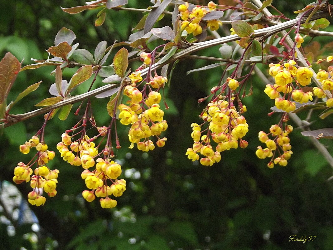 Барбарис - Freddy 97