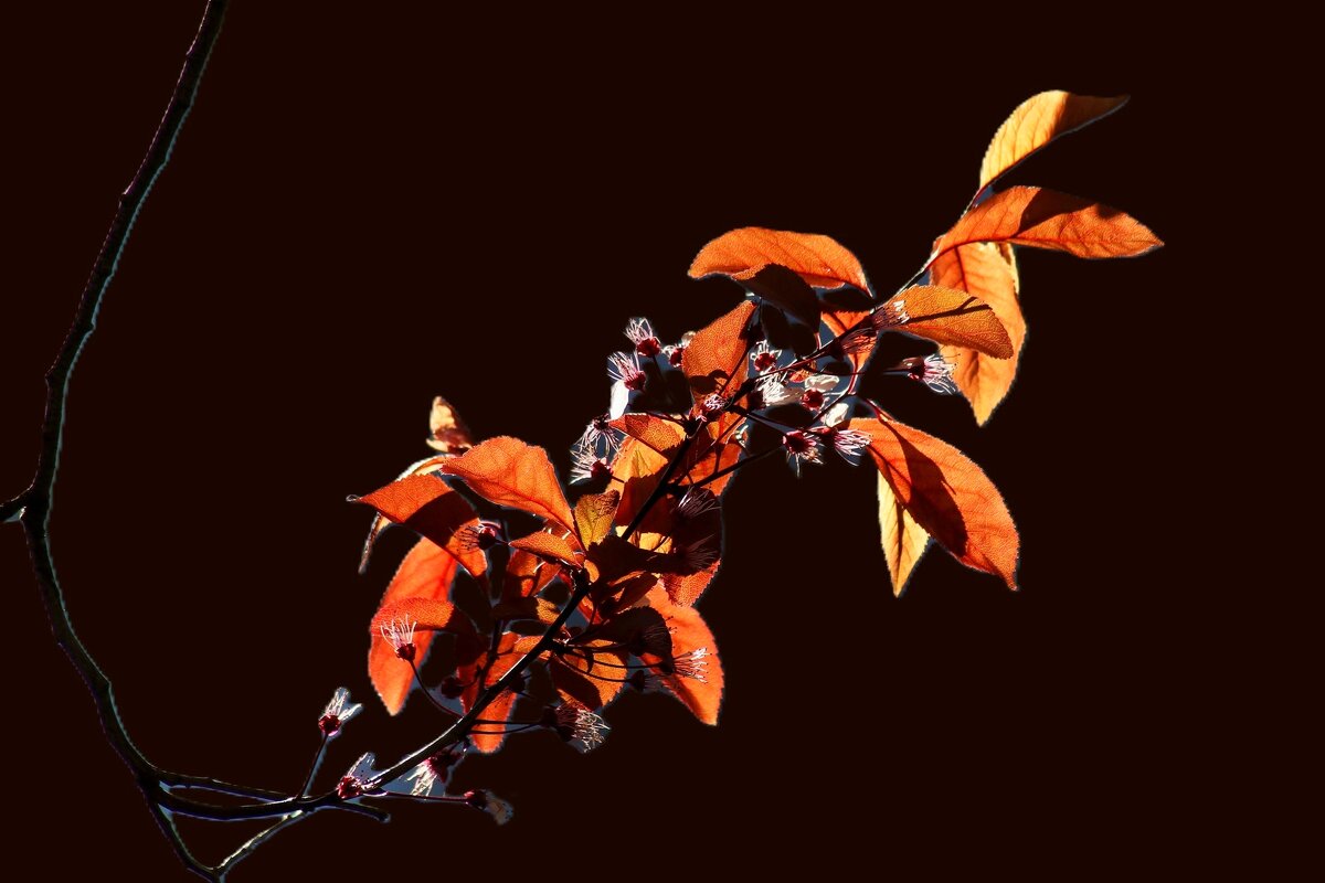 Веточка - Юрий. Шмаков