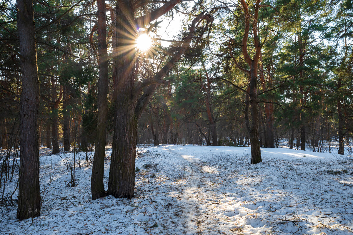 Солнечная весенняя природа - Александр Синдерёв