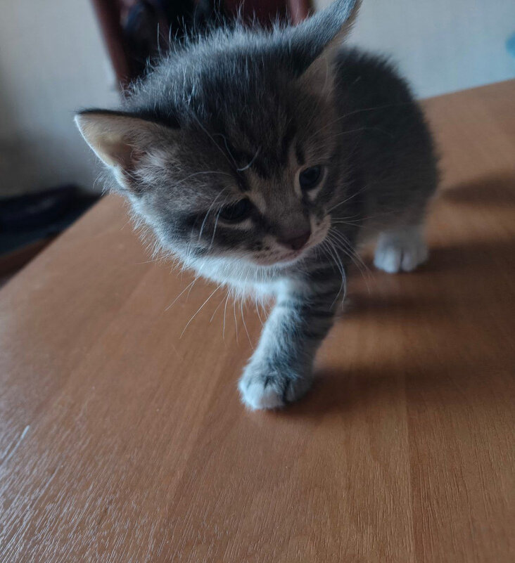 *** - Андрей Л. В.