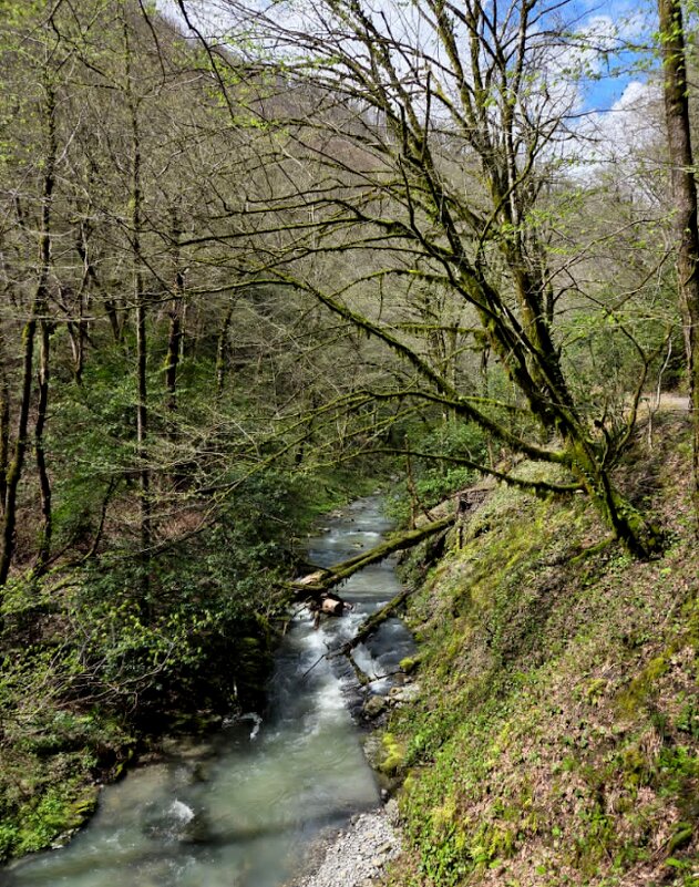 ОРЕХОВКА - Tata Wolf