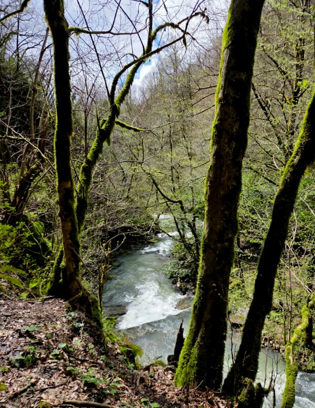 ОРЕХОВКА - Tata Wolf