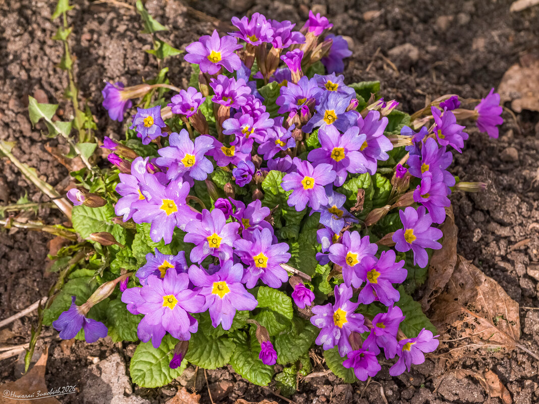 Ухта, цветет примула. Природа в Коми в этом году пробудилась раньше срока - Николай Зиновьев Ухта, цветет примула. Природа в Коми в этом году пробудилась раньше срока - Николай Зиновьев