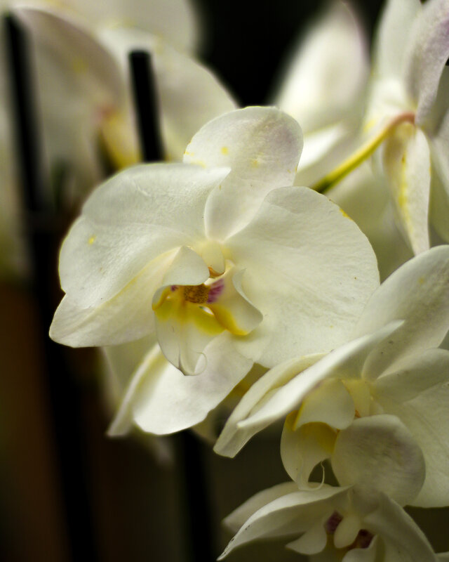 Кремовая орхидея - Tarus 