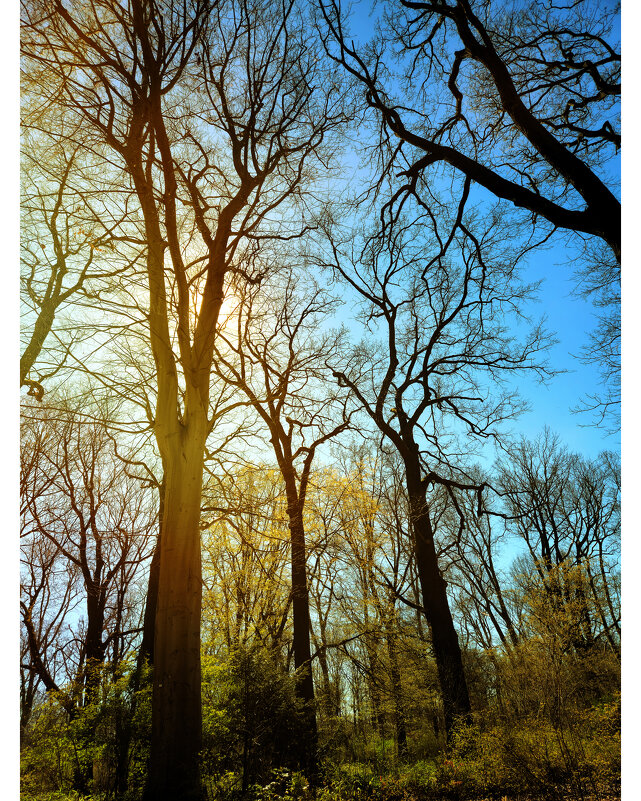 Ранняя весна - Tarus 