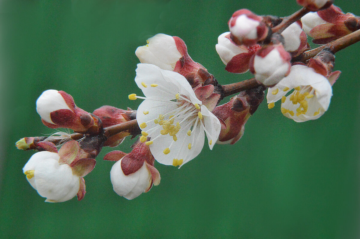 Абрикос - Надежда Куркина Абрикос - Надежда Куркина