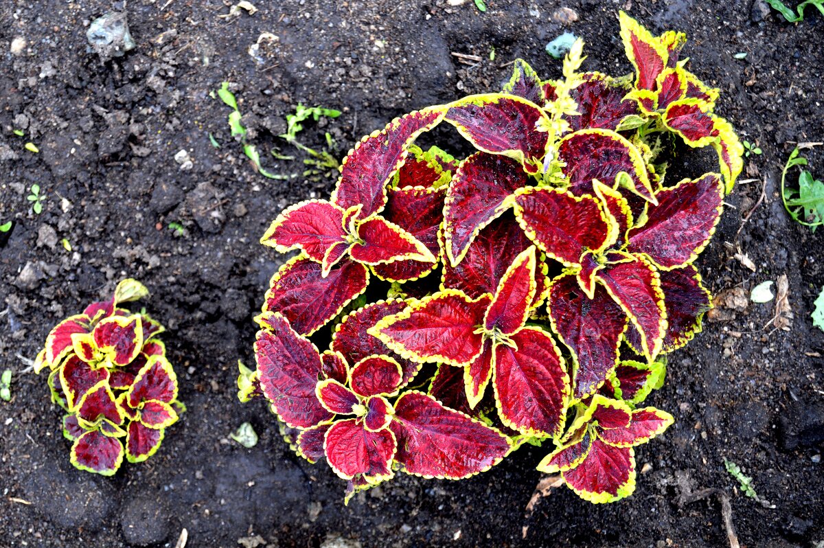 Колеус - Владимир Помазан