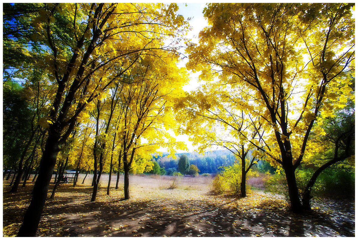 parc - Serghei Bucico