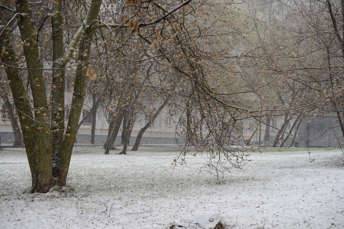 Апрельские шутки погоды. - Николай 