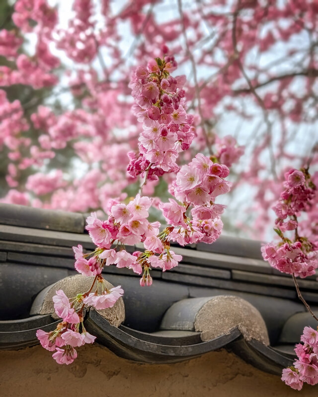Вишня в японском стиле - Tarus 