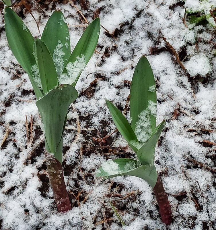Апрельским снегом нас не удивишь - veilins veilins