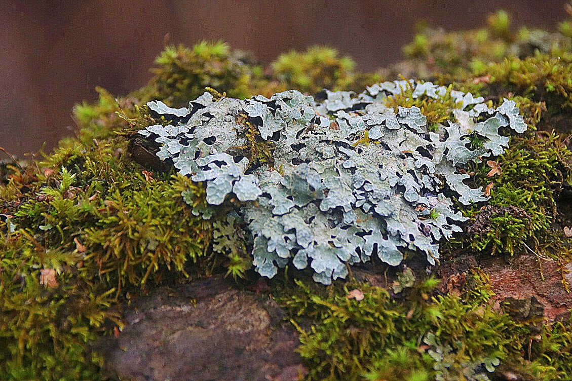 Они были первыми. - Вячеслав. Синицын
