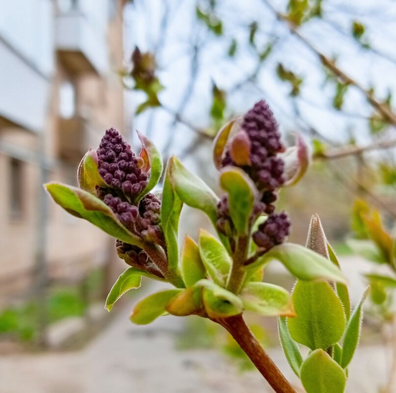 Сирень на подходе - Галина Бобкина
