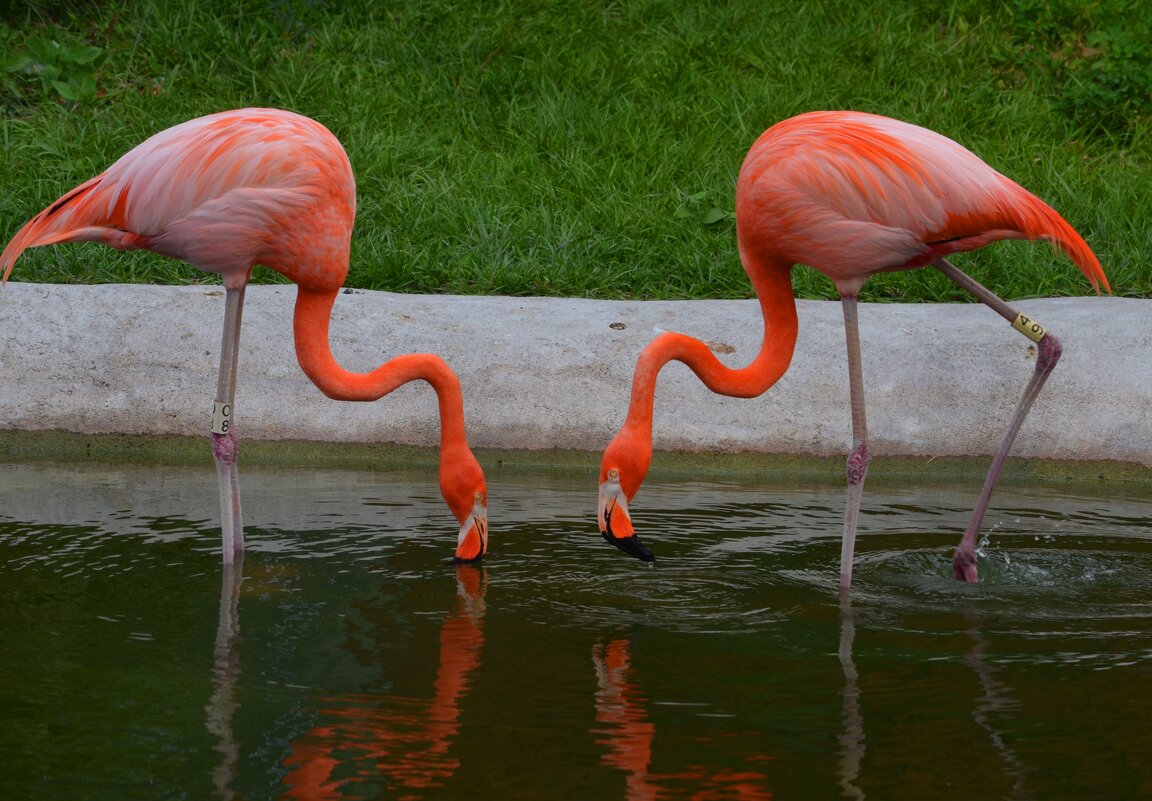 Фламинго - Таня Фиалка Фламинго - Таня Фиалка