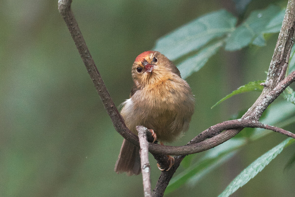 Рыжешапочная тимелия - Yudong Liu