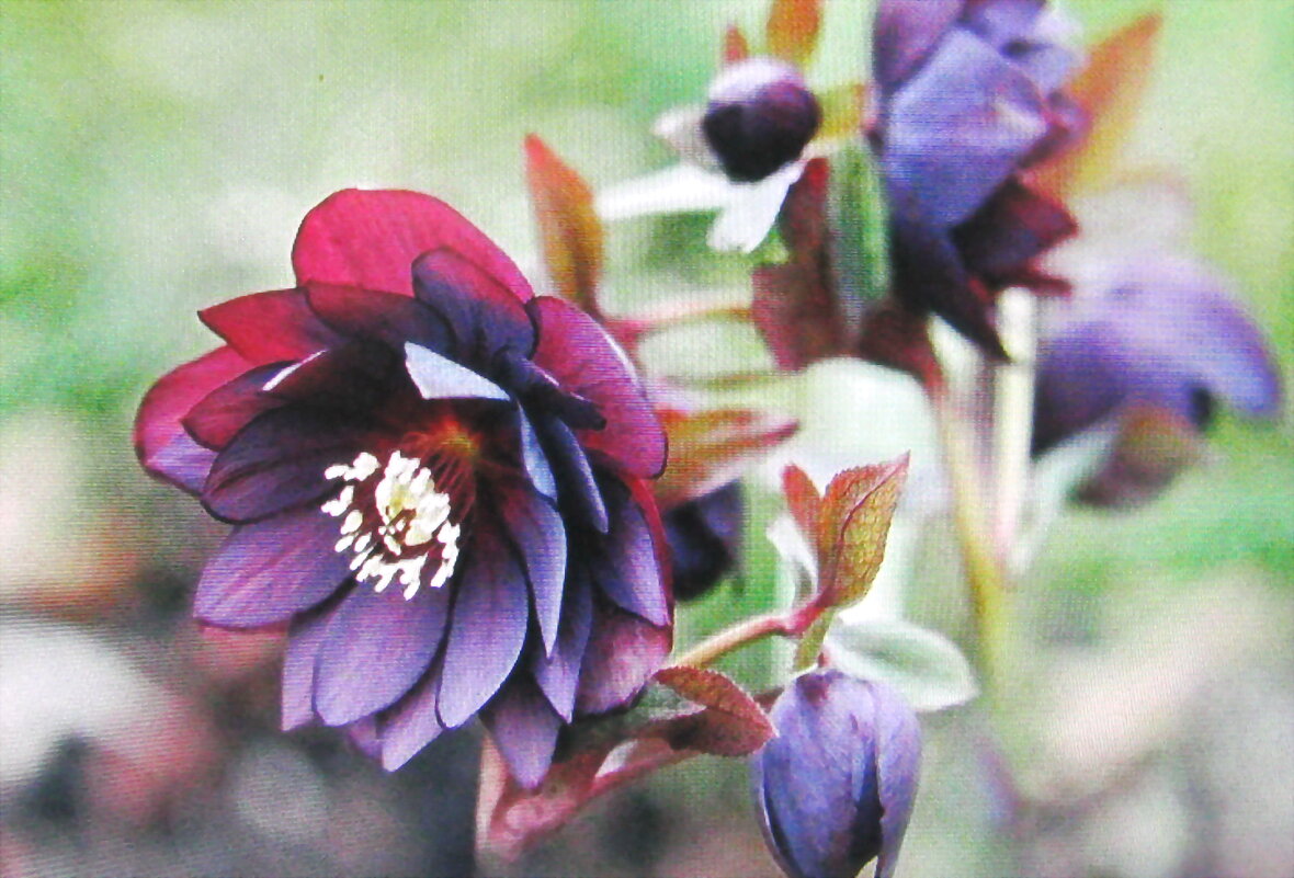 Красавчик - Людмила Смородинская