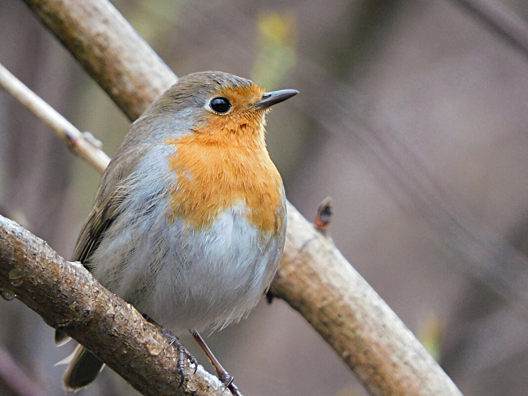 Зарянка - Лина 