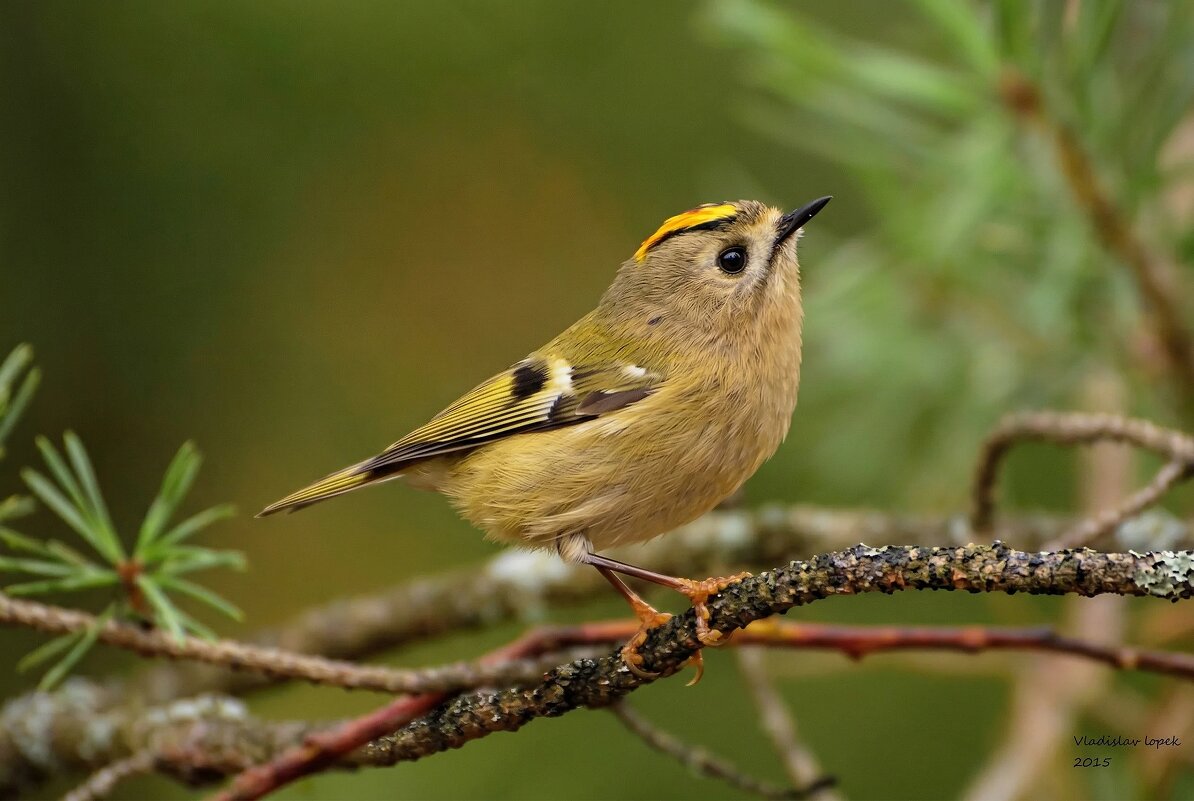 Королек - Владислав Иопек