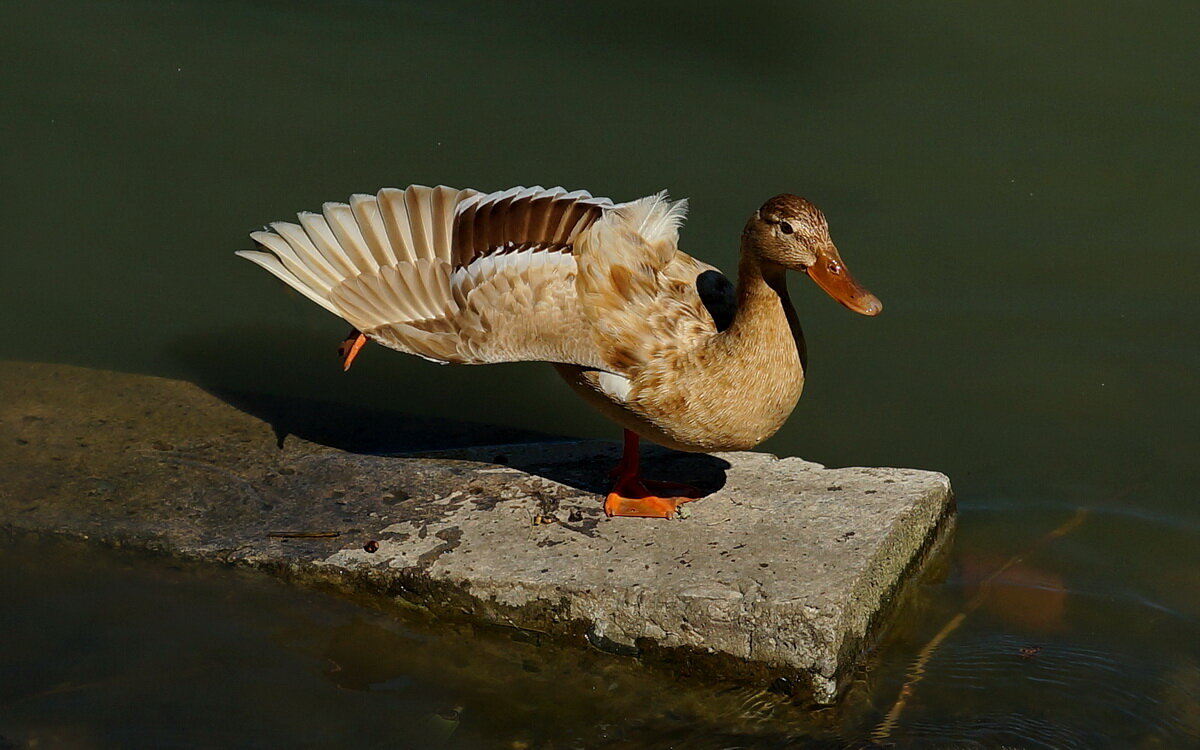 На зарядку... становись... - Николай Саржанов На зарядку... становись... - Николай Саржанов