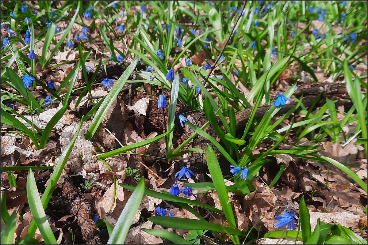 В апреле - Сеня Белгородский