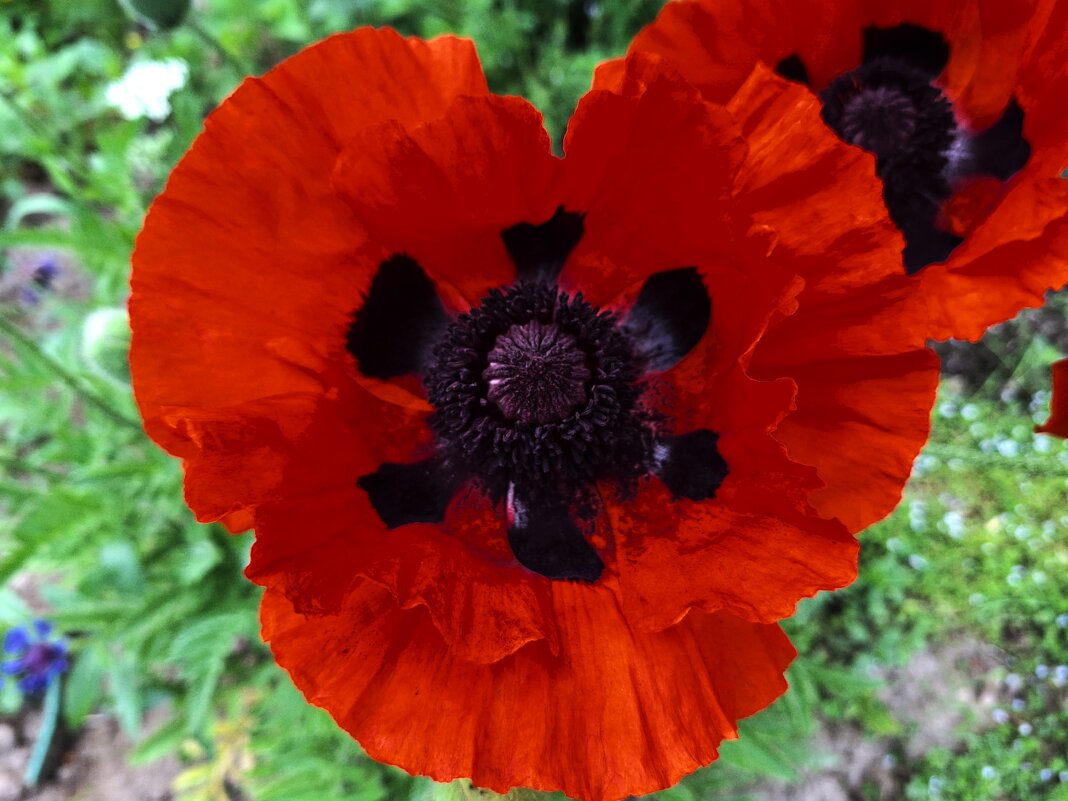 мак - Наталья 