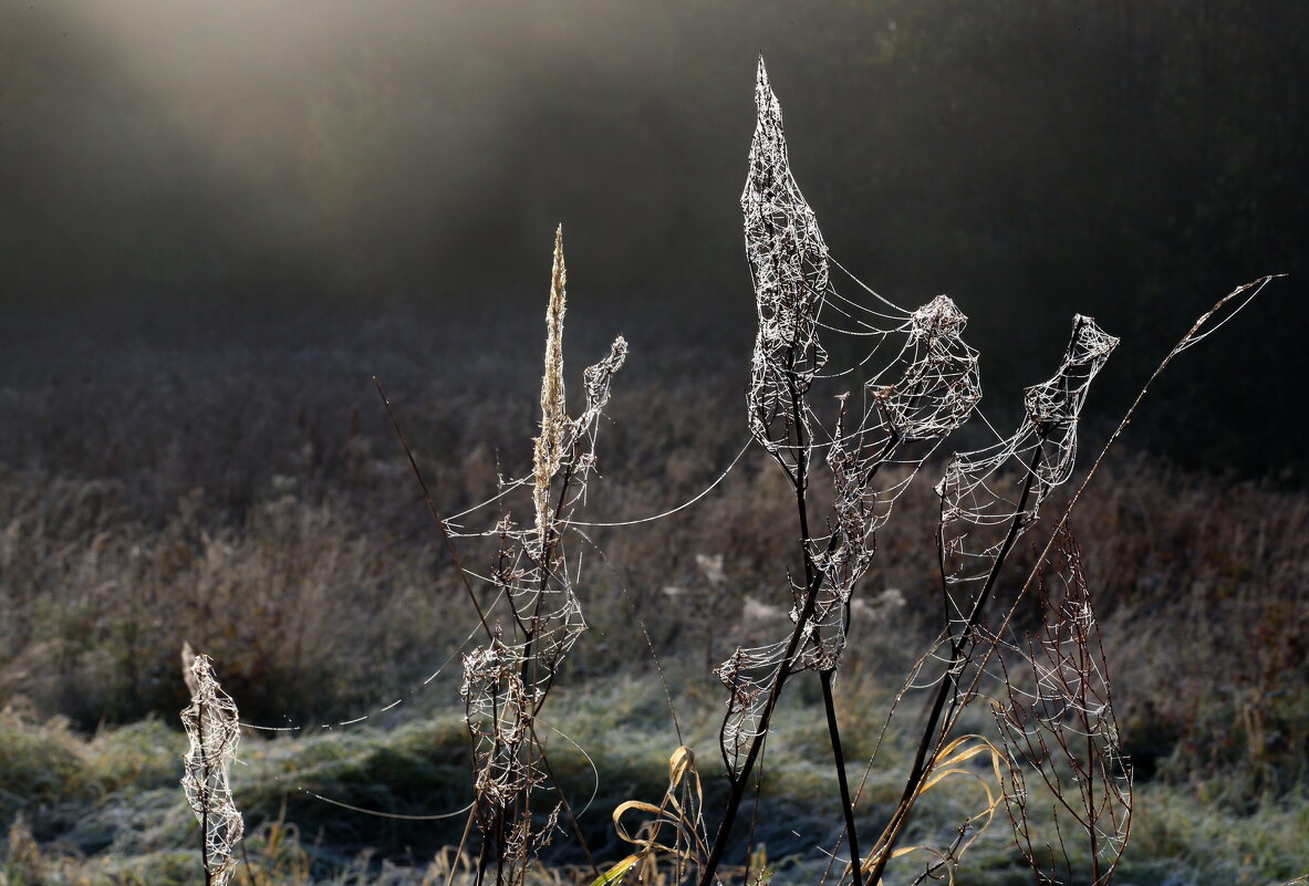 Царицыно 2 октября - Михаил Бибичков Царицыно 2 октября - Михаил Бибичков