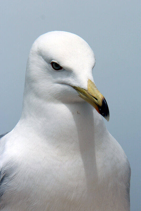 Чайка. Портрет - Сергей Сомихин Чайка. Портрет - Сергей Сомихин