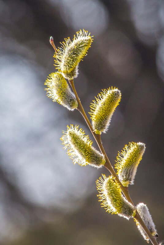 Весенние зарисовки ... - Ravile 
