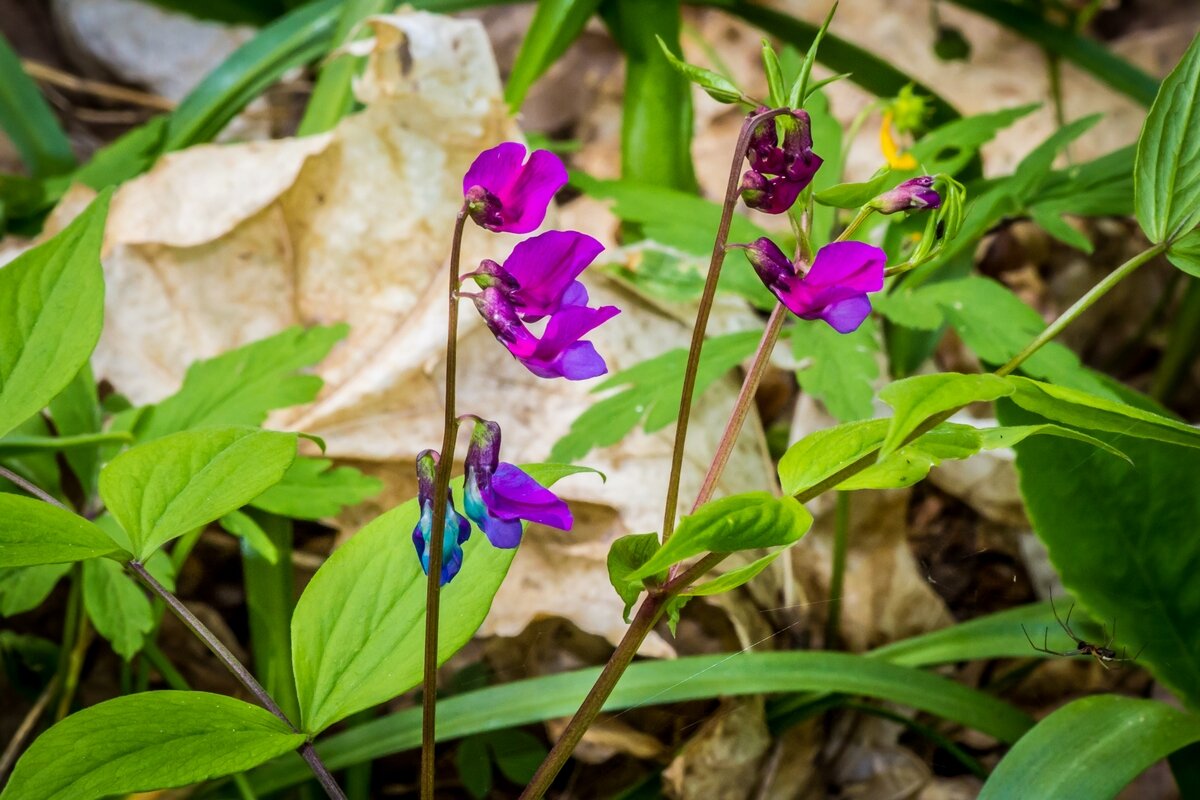 Весенние зарисовки ... - Ravile 