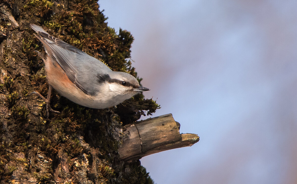 Поползень. - Владимир Безбородов