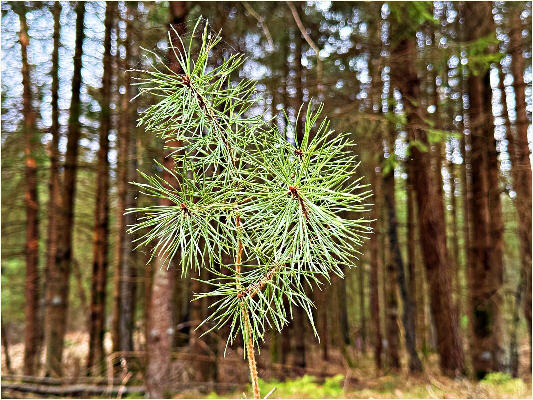 Молодая сосенка. - Валерия Комова Молодая сосенка. - Валерия Комова