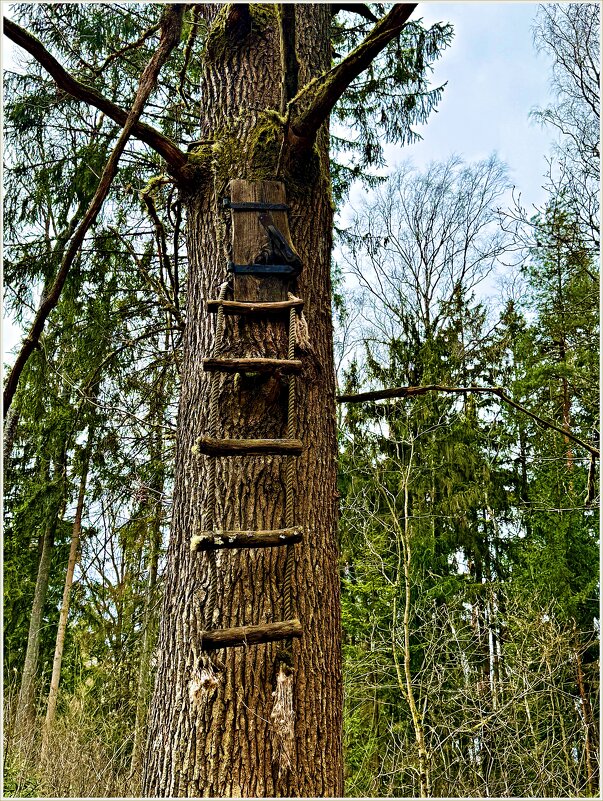 Лесная находка. - Валерия Комова Лесная находка. - Валерия Комова